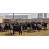 Image 4 : M.S. MacLean Livestock - 750# April Delivery Heifers - 51 Head (Coaldale, AB)
