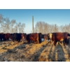 Image 3 : Chris Bartel - 1025# April Delivery Steers - 60 Head (Fort Vermilion, AB)