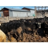Image 7 : Fridlington Family Farms - 735# March Delivery Heifers - 80 Head (Kersley, BC)
