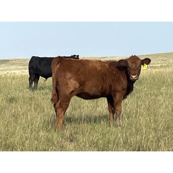 Rocky Miller - 470# October Delivery Heifer Calves - 90 Head (Chinook, AB)