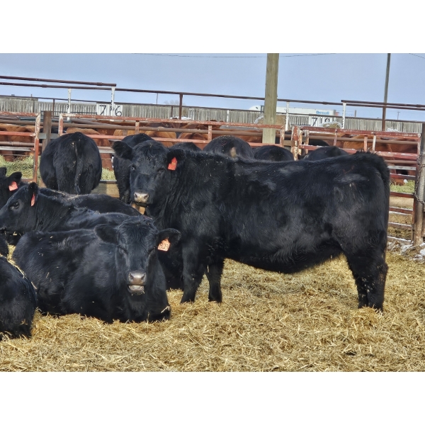 Gibraltar Cattle - 9 Black Heifers (Pen 533 - 535)