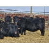 Image 1 : Gibraltar Cattle - 9 Black Heifers (Pen 533 - 535)