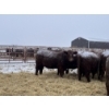 Image 7 : Mahlon Bear - 11 Red Heifers (Pen 510 - 512)