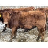 Image 2 : Regehr Land & Cattle - 850# March Weaned Steers - 70 Head (Linden, AB) VBP+