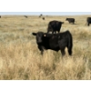 Image 6 : Rommens Farm Ltd. - 575# October Delivery Steer Calves - 65 Head (Brooks, AB)