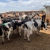 Image 1 : Idaho Dairies/Ranches - 74 Cows (Burley, ID)