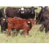Image 9 : Hebert Livestock Ventures - 760# February Delivery Weaned Steers - 240 Head (Wawota, SK) VBP+