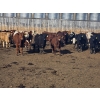Image 5 : Wyatt & Meg Isaacson - 690# April/May Delivery Steers - 87 Head (Killdeer, SK)