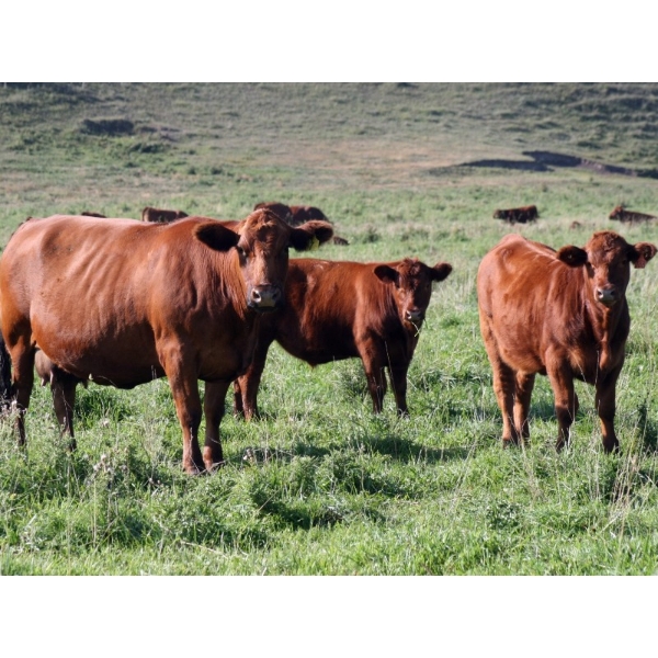 Hilltop Beef Ltd. - 560# October Delivery Steer Calves - 105 Head (Fort Macleod, AB)