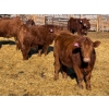 Image 7 : Rob Mossey - 925# March Delivery Steers - 67 Head (Vauxhall, AB)