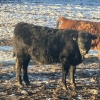 Image 6 : Hawk Ranching - 875# February Weaned Steers - 72 Head (Nanton, AB)