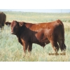 Image 3 : Leonard Lundquist & Andrew Ranching - 650# Steer Calves - 95 Head (Rolling Hills, AB)