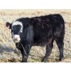 Image 5 : Copperfield Farming - 720# January Weaned Steers - 43 Head (Vauxhall, AB)