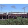 Image 10 : Westwick Ranching - 4 Red 2nd Calvers (Pen 511)