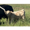 Image 8 : Fred Courtney - 650# October Delivery Steer Calves - 65 Head (Delia, AB)