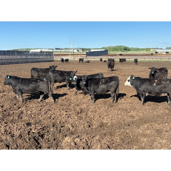6U Cattle Company - 1010# June Delivery Steers - 62 Head (Manning, AB) VBP+