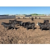 Image 1 : 6U Cattle Company - 1010# June Delivery Steers - 62 Head (Manning, AB) VBP+