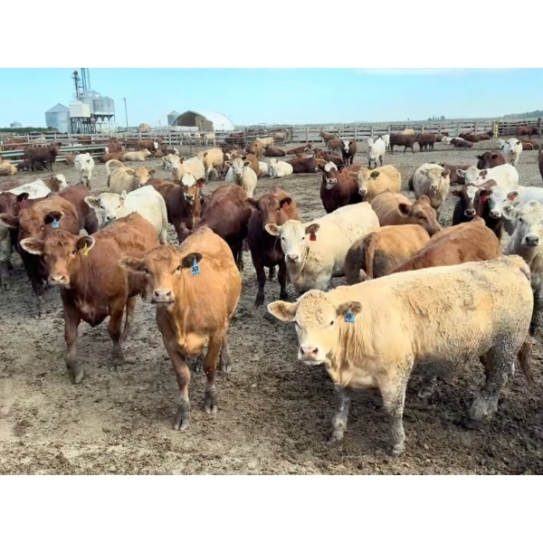 Aart Beekman - 1025# July Delivery Heifers - 120 Head (Readymade, AB)