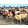 Image 1 : Aart Beekman - 1025# July Delivery Heifers - 120 Head (Readymade, AB)