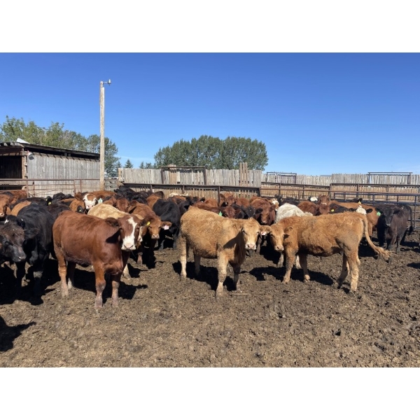 South Ridge Simmentals - 730# Sept/Oct Yearling Heifers - 180 Head (Monarch, AB)