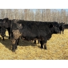 Image 1 : Rose Creek Ranch - 1000# April Delivery Heifers - 220 Head (Alder Flats, AB)