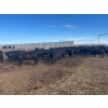 Image 3 : 6U Cattle Company - 875# April/May Delivery Heifers - 144 Head (Manning, AB) 