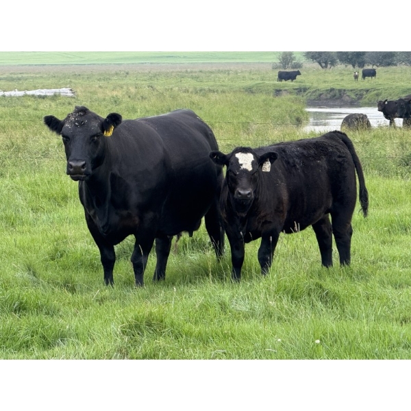 Leedale Farming - 700# September Delivery Heifer Calves - 85 Head (Eckville, AB)