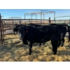 Image 2 : A & J Farming - 6 Bred Heifers (Pen 142)