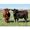 Image 3 : Valley View Ranch - 925# October Grass Heifers - 66 Head (Strathmore, AB)