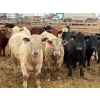 Image 3 : Justin Tateson - 925# March Delivery Steers - 68 Head (Scandia, AB)