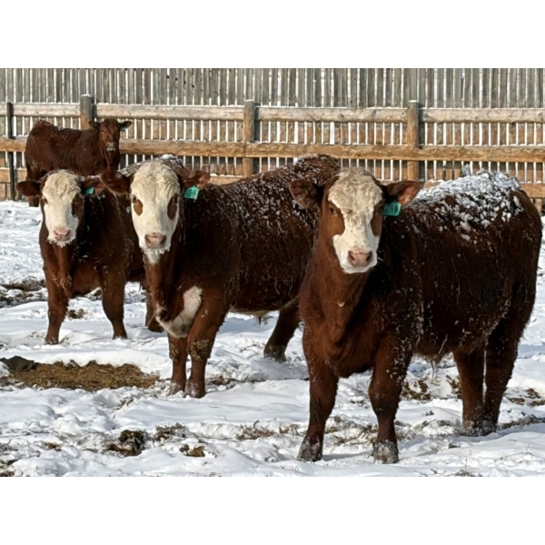 X Bar X Cattle Co. Ltd. - 971# March/April Delivery Steers - 64 Head (Lomond, AB)