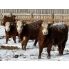 Image 1 : X Bar X Cattle Co. Ltd. - 971# March/April Delivery Steers - 64 Head (Lomond, AB)