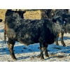 Image 3 : East Hilltop Holdings - 700# January Weaned Heifers - 80 Head (Carstairs, AB)