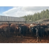 Image 1 : Guichon Creek Ranch - 725# March Delivery Steers - 70 Head (Westwold, BC)