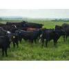 Image 12 : Double J Crop & Cattle Co.  - 650# September Delivery Steer Calves - 80 Head (Rimbey, AB)