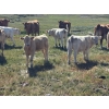 Image 2 : Elder Charolais - 720# October Delivery Steer Calves - 30 Head (Moose Jaw, SK)