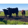 Image 8 : Ron Holmes - 550# October Delivery Steer Calves - 100 Head (Cochrane, AB)