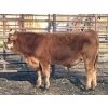 Image 4 : Brandt Boys Beef & Grain - 660# Oct/Nov Steer Calves - 55 Head (Tolstoi, MB)