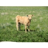 Image 18 : Circus Coulee Cattle - 550# November Delivery Steer Calves - 100 Head (Dorothy, AB) 
