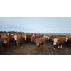 Image 5 : Cattlewood Farms Ltd. - 800# March Delivery Heifers - 215 Head (Stirling, AB)