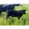 Image 3 : Harley Hutton - 590# October Delivery Steer Calves - 80 Head (Hanna, AB)