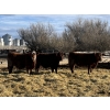 Image 3 : X Bar X Cattle Co. Ltd. - 842# Feb/March Delivery Steers - 143 Head (Lomond, AB)
