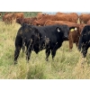 Image 2 : Marcinek Cattle Company - 780# October Delivery Steer Calves - 50 Head (Condor, AB)
