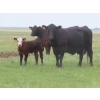 Image 9 : Raymore Farming Co. - 510# October Delivery Steer Calves - 240 Head (Raymore, SK)