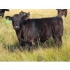 Image 5 : Vredegoor Ranch - 500# October Delivery Steer Calves - 195 Head (Handhills, AB)