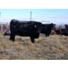 Image 13 : Brent & Tyler Stammers - 5 Black Cows 'K' Tags (Pen 715)