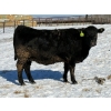 Image 6 : Cunningham Cattle Co. - 28 Straight Black Angus X Bred Heifers (Sundre, AB)