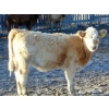 Image 3 : Andrew Lester - 570# November Heifer Calves - 40 Head (Rolling Hills, AB)