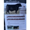 Image 10 : Hines Ranching Co. Ltd. - 26 AI Black X February Calving Bred Heifers (Marwayne, AB)