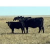 Image 2 : R & W Cattle Co. Ltd. - 550# November Delivery Steer Calves - 110 Head (Carolside, AB)